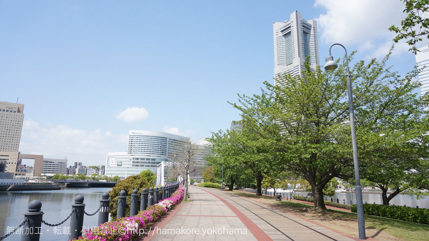 横浜 桜木町 お散歩コースに運河沿いの 汽車道 がおすすめ はまこれ横浜