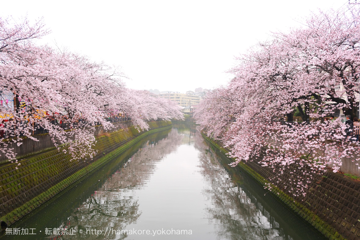 大岡川桜まつりが17年4月1日 2日開催 神奈川県内1位のお花見スポット はまこれ横浜