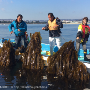 コンブの地産地消に取り組む八景島・金沢漁港、ブルーカーボン事業の一環でコンブを養殖