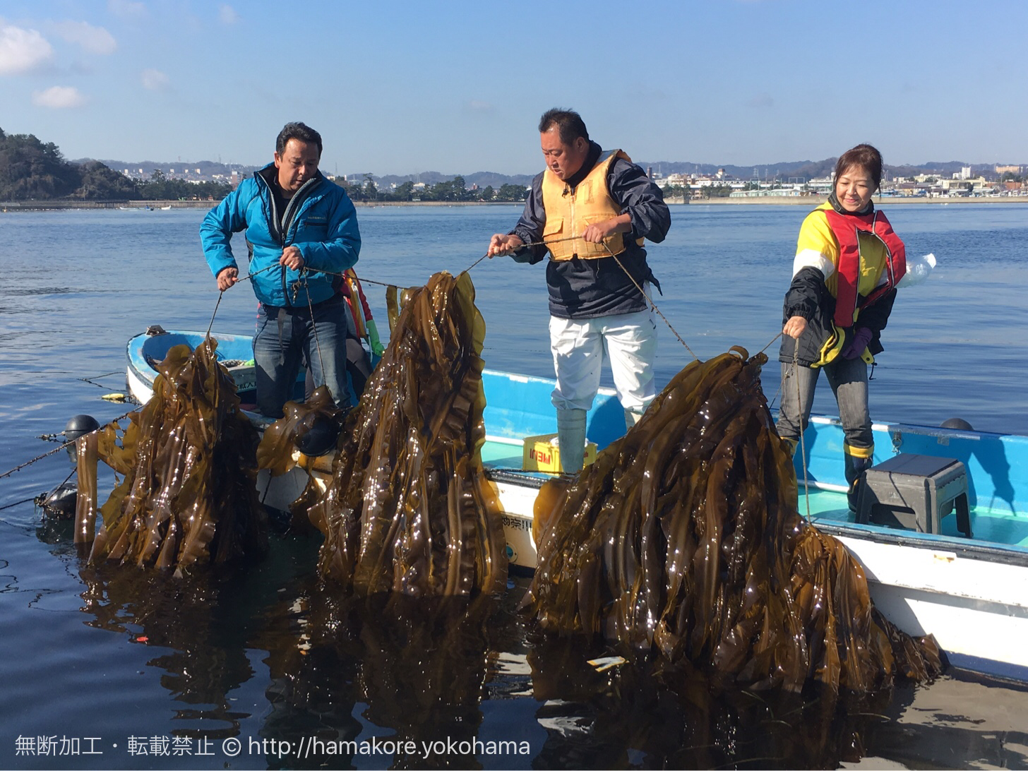 コンブの地産地消に取り組む八景島 金沢漁港 ブルーカーボン事業の一環でコンブを養殖 はまこれ横浜