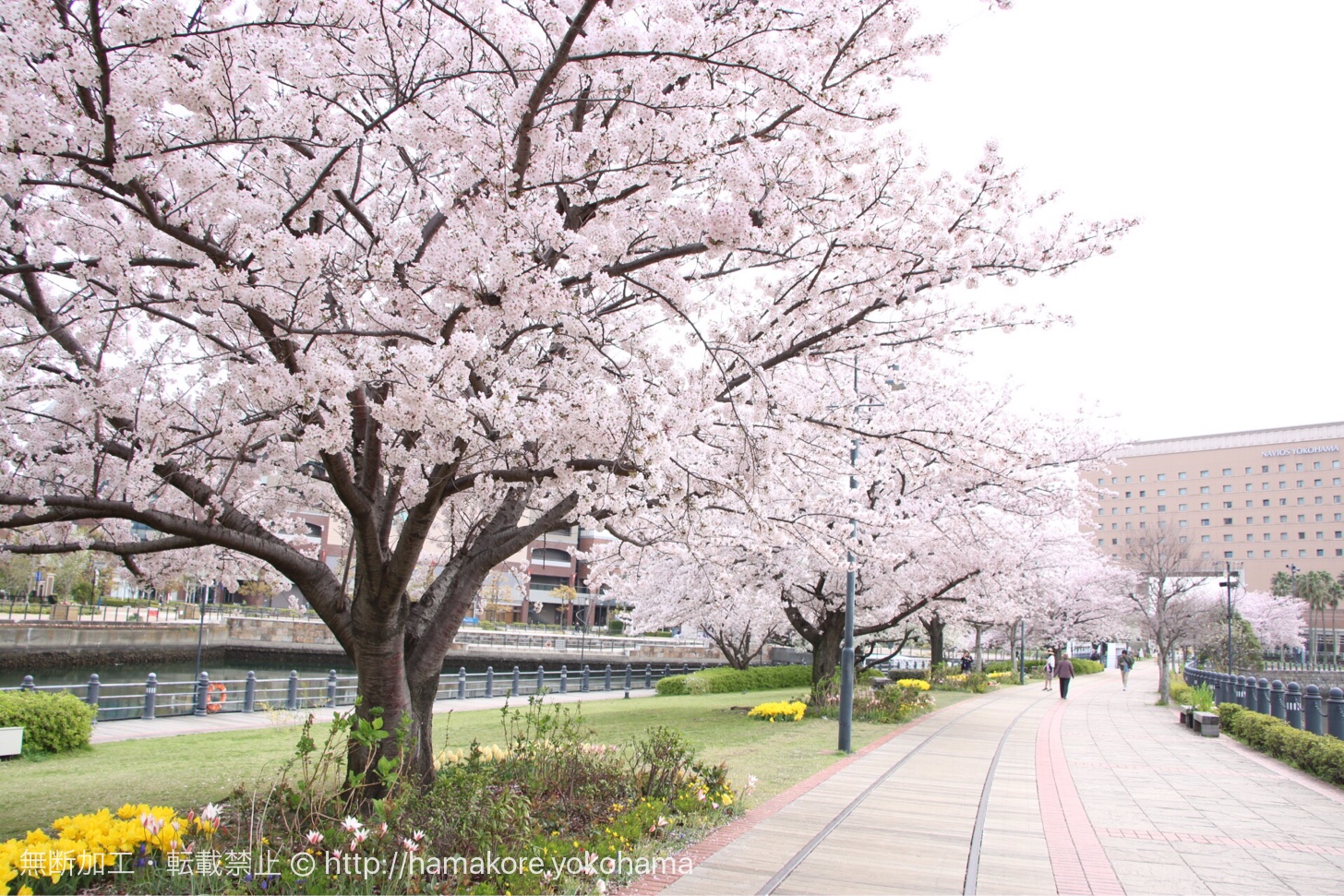 横浜みなとみらいの桜が満開！桜木町〜汽車道〜さくら通りは桜の