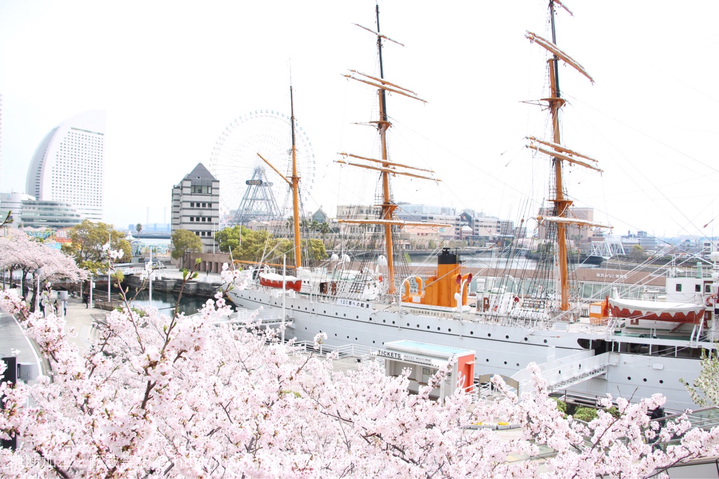 横浜みなとみらいの桜が満開 桜木町 汽車道 さくら通りは桜の写真撮影スポット多数 はまこれ横浜