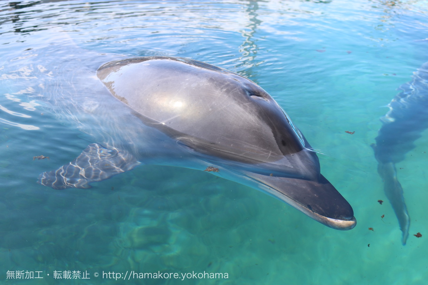 八景島シーパラダイス「ふれあいラグーン」でイルカにタッチ！大