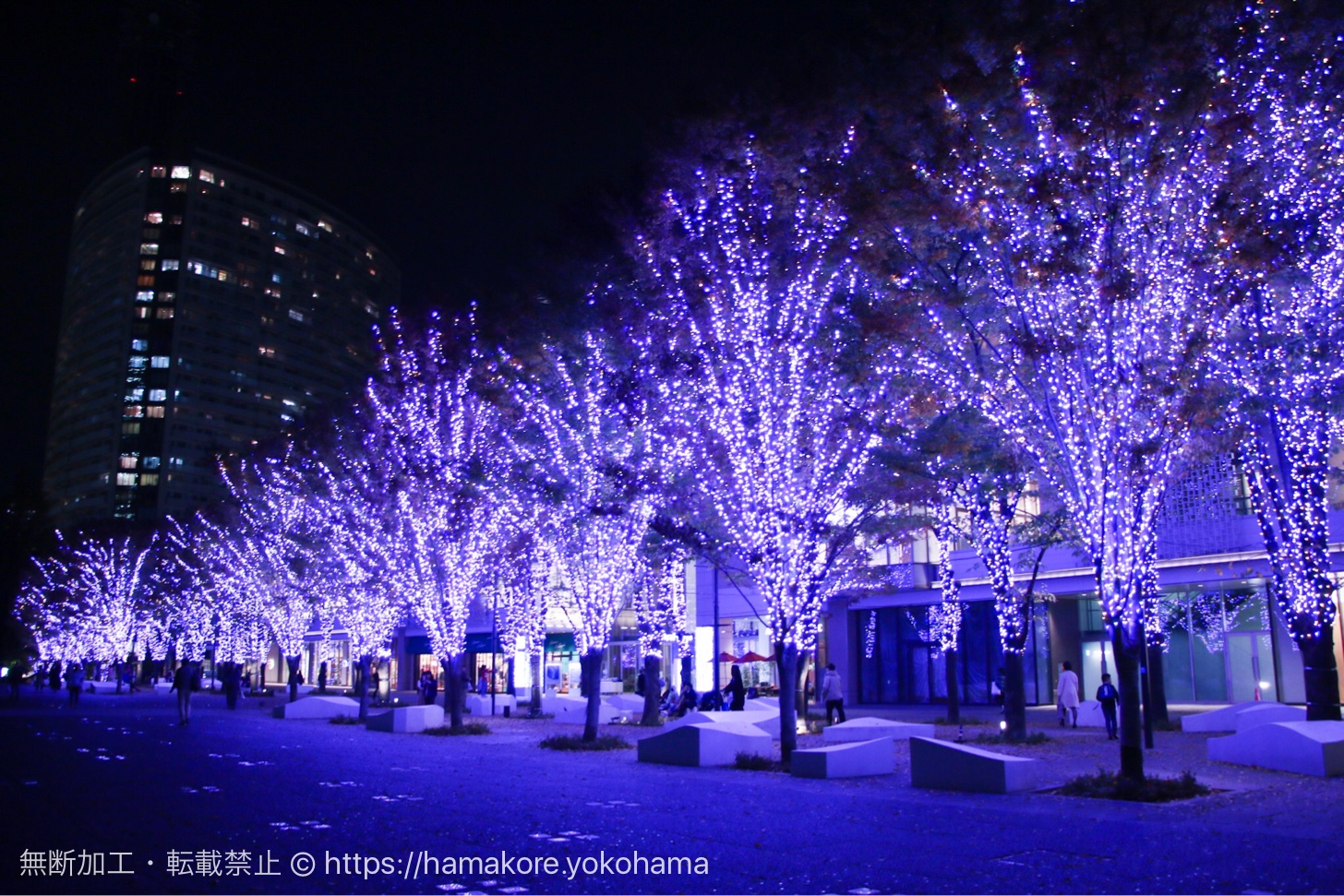 17年 グランモール公園のクリスマスイルミネーションが規模拡大でケヤキ並木の美しい光景が広がる はまこれ横浜