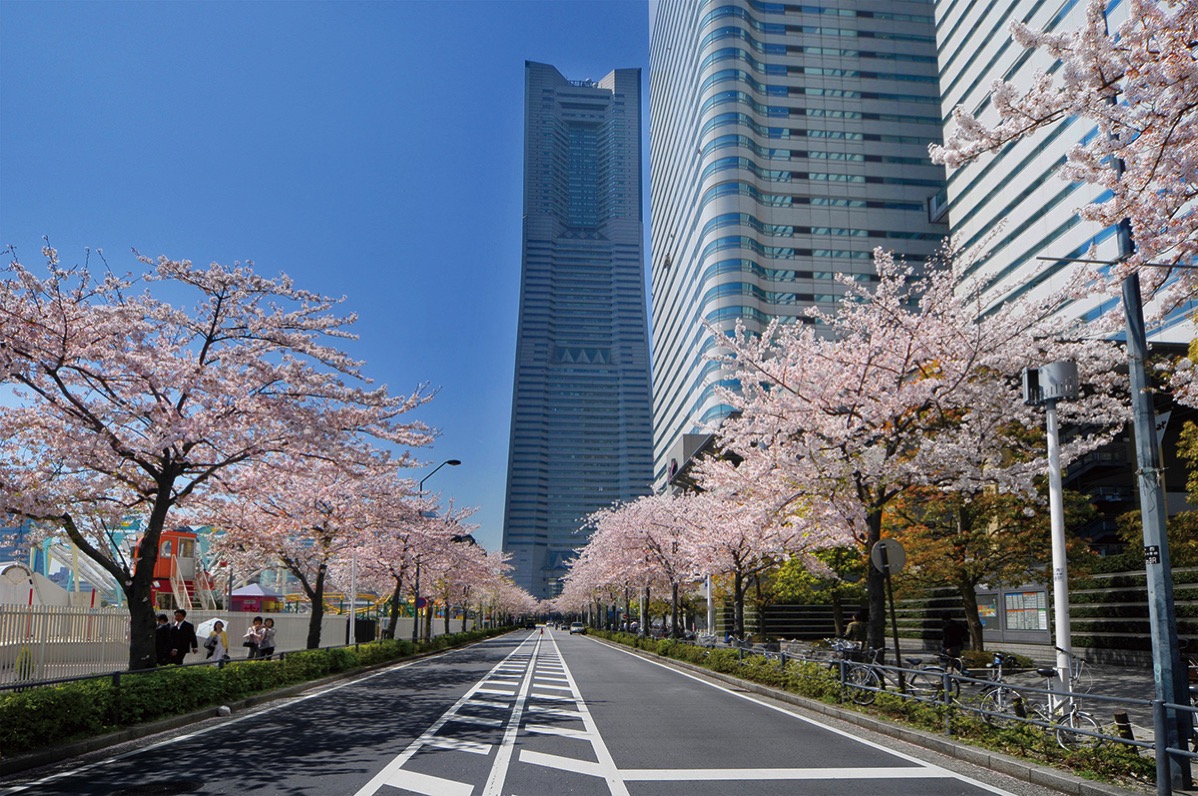 さくら通りで みなとみらい21 さくらフェスタ18 を3月31日より開催 4月7日は歩行者天国 はまこれ横浜