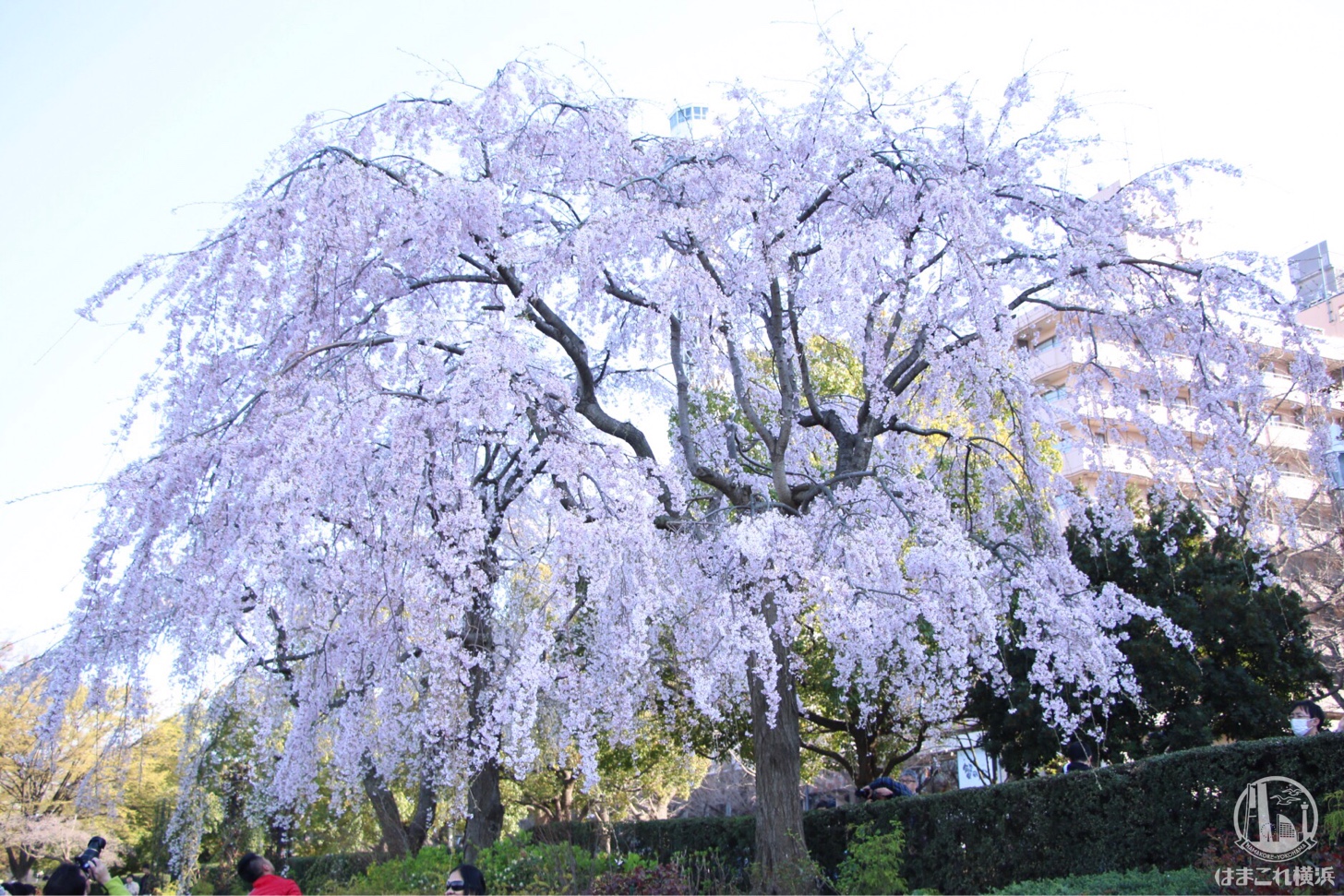 横浜 山下公園のしだれ桜が見頃 横浜の人気桜スポット はまこれ横浜