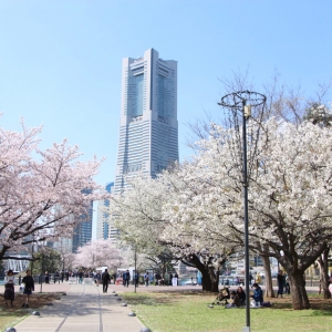 横浜みなとみらい 桜スポットまとめ！桜をめぐるフォト散歩