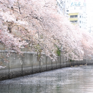 横浜の大岡川桜クルーズ「ル・グラン・ブルー」で初体験！船上から景色とお花見満喫