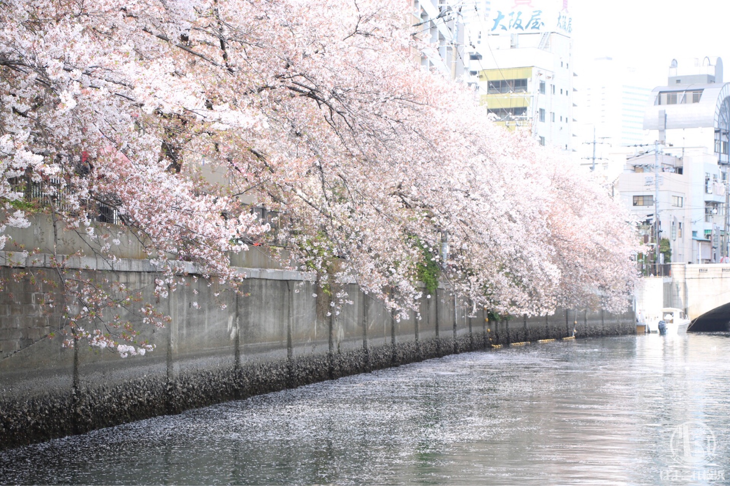 横浜の大岡川桜クルーズ ル グラン ブルー で初体験 船上から景色とお花見満喫 はまこれ横浜