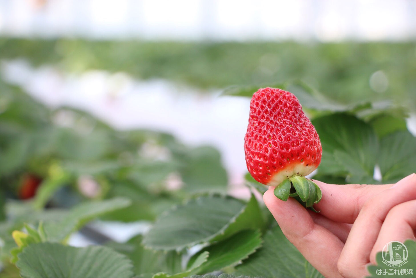 横浜「東京ストロベリーパーク」徹底レポ！一年中イチゴ狩り