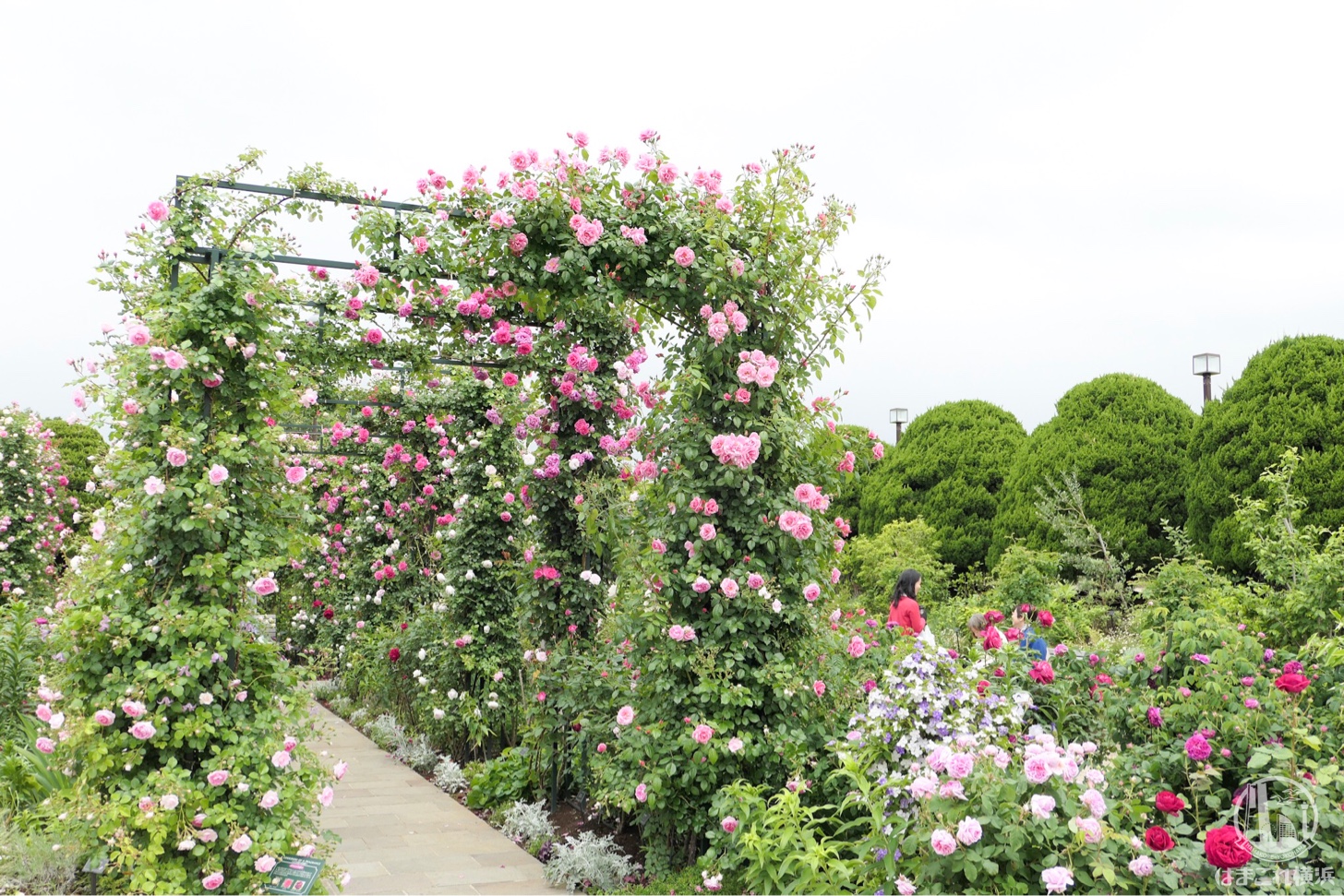 18年 港の見える丘公園のバラが見頃 ガーデンを染めるバラを撮ってきた はまこれ横浜