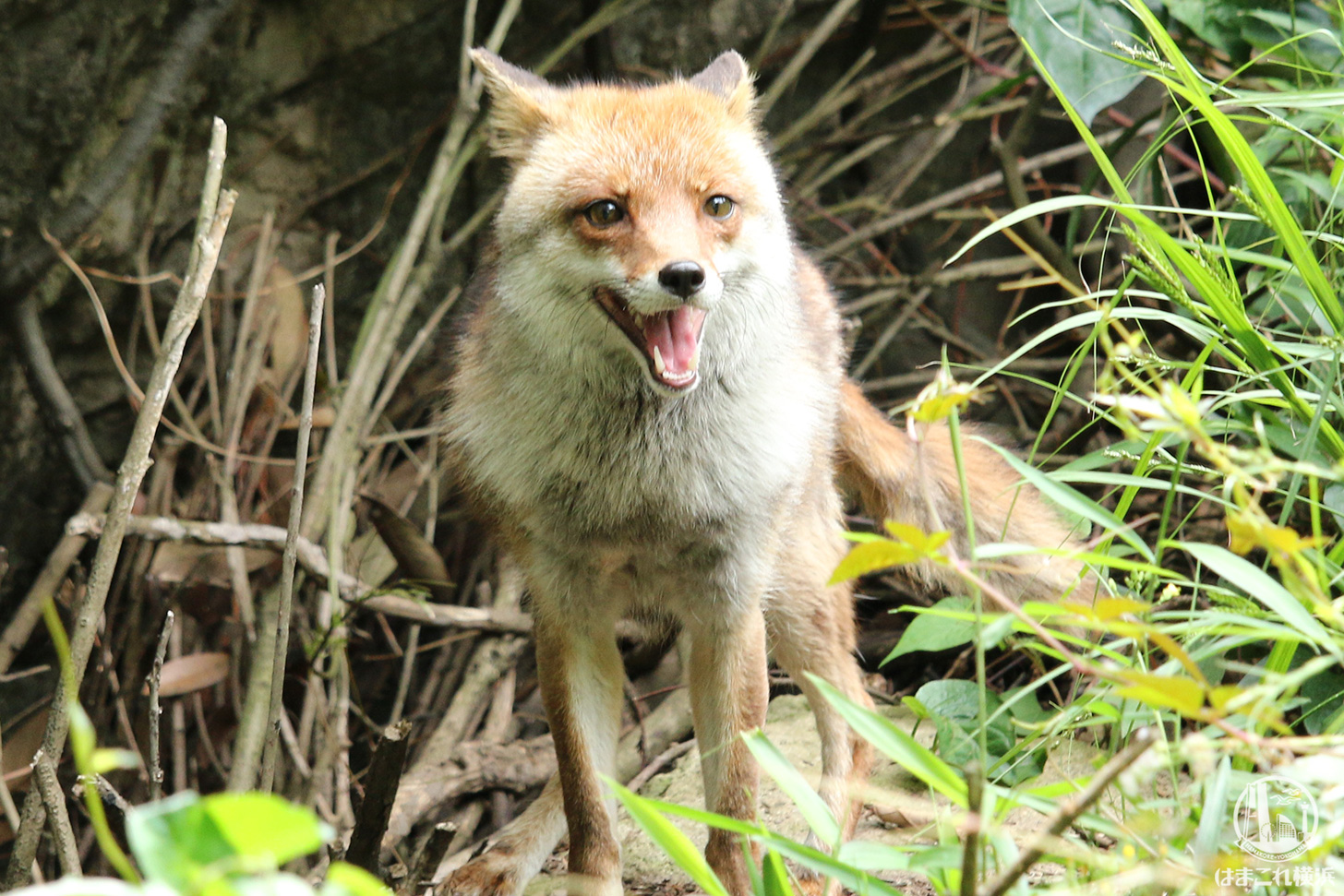 よこはま動物園ズーラシア はまこれ横浜