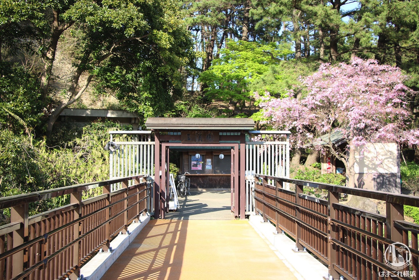 横浜・三渓園の桜レポ 桜と日本建築のコラボが美しすぎるお花見