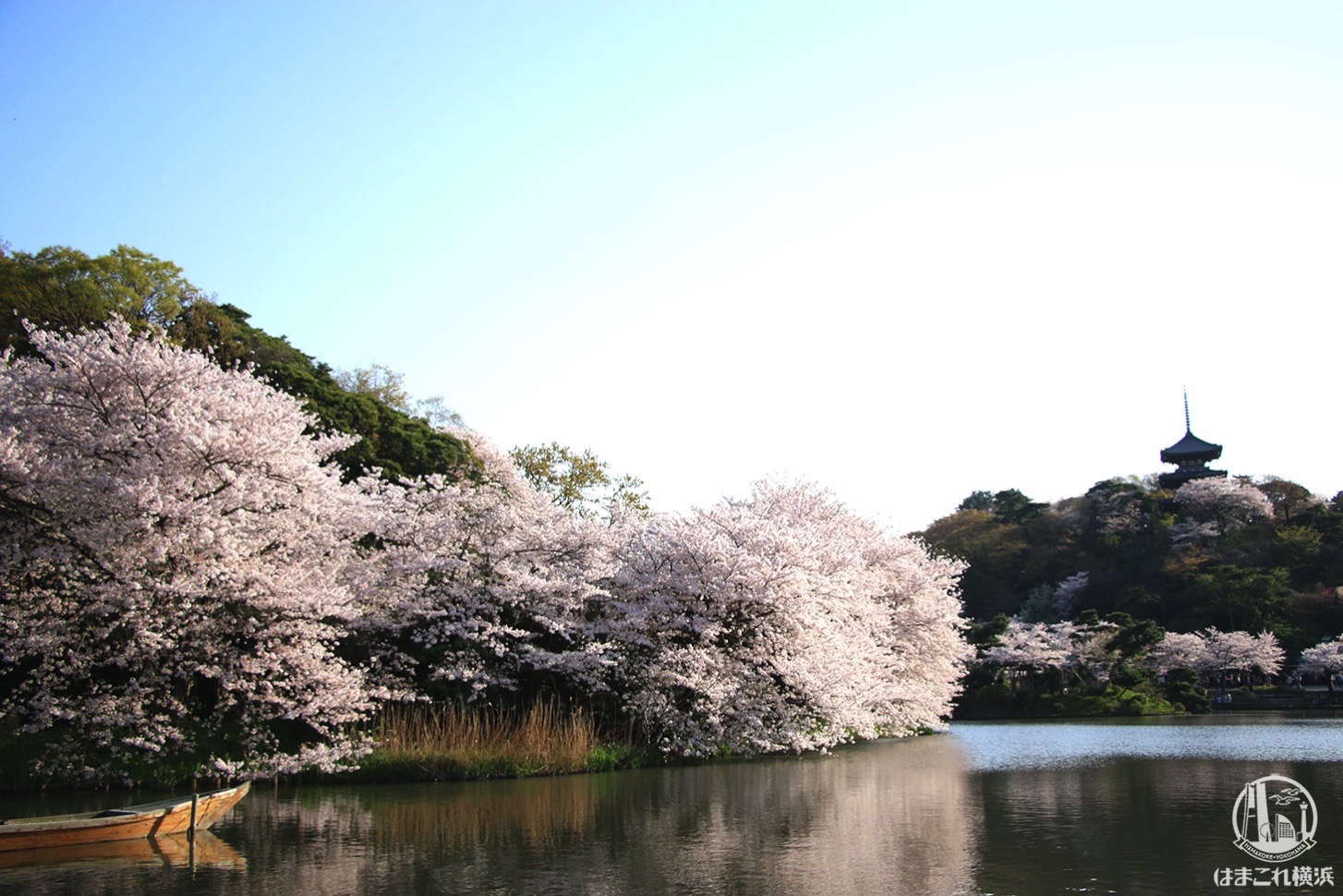 横浜・三渓園の桜レポ 桜と日本建築のコラボが美しすぎるお花見