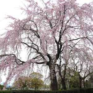 山下公園の「しだれ桜」が満開に！見上げて広がる桜の世界が美しい
