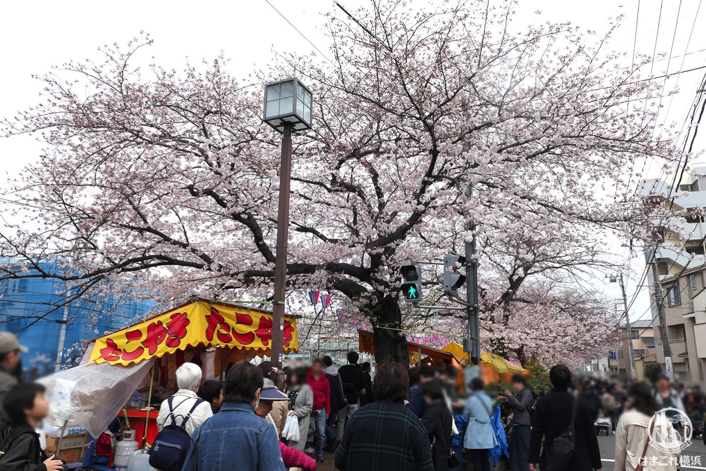 大岡川の桜まつりで屋台と花見を楽しむなら弘明寺の商店街スタートがおすすめ はまこれ横浜