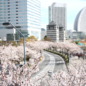横浜の“さくら通り”超おすすめ桜スポット！みなとみらい満開の桜並木散歩
