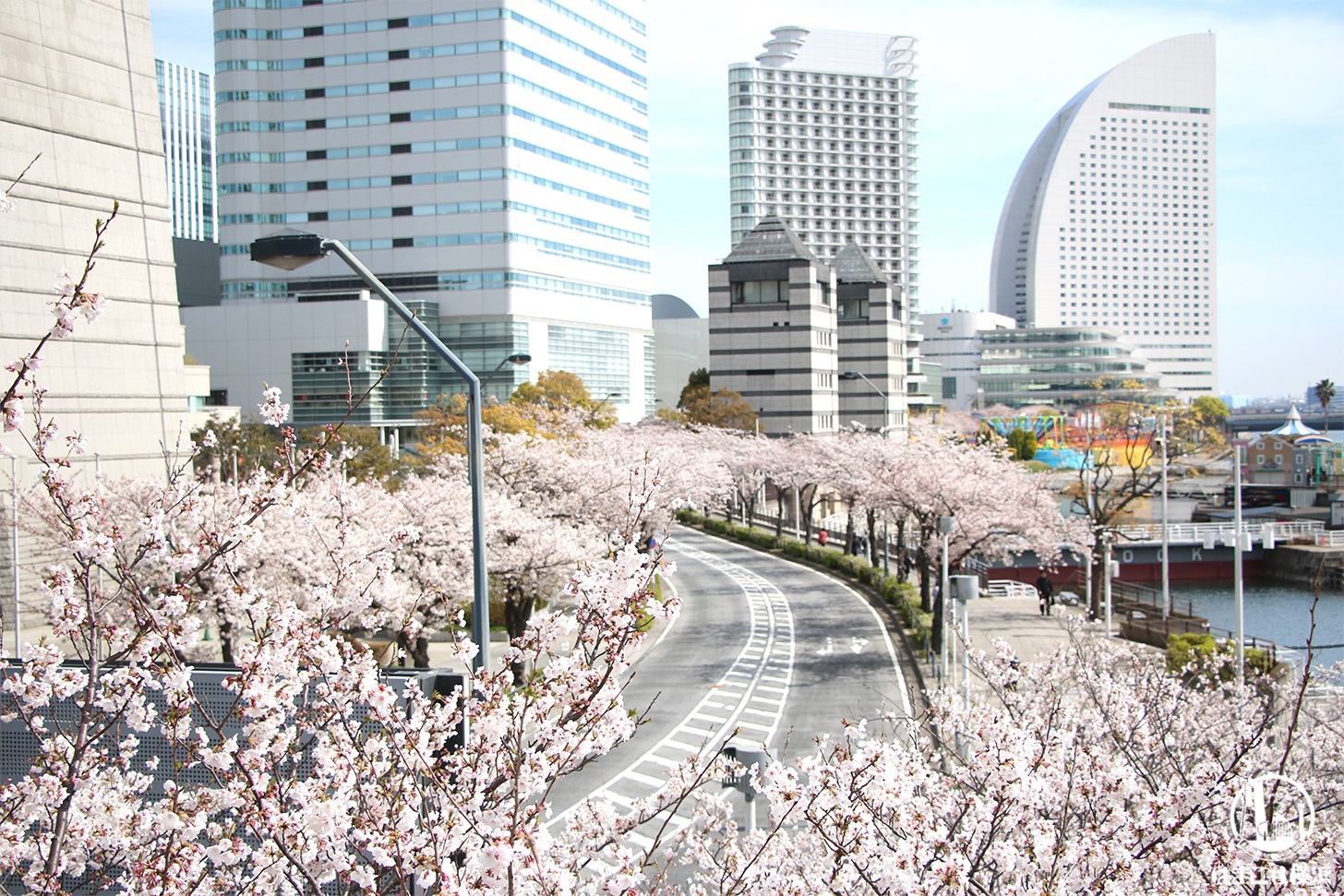 横浜のさくら通りは超人気の桜スポット！みなとみらい100本以上の桜並木