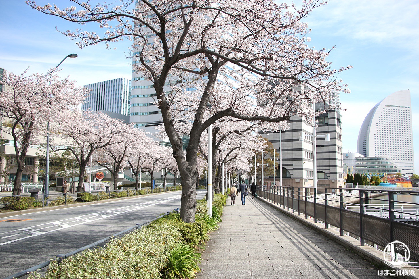 さくら通り 満開の桜並木