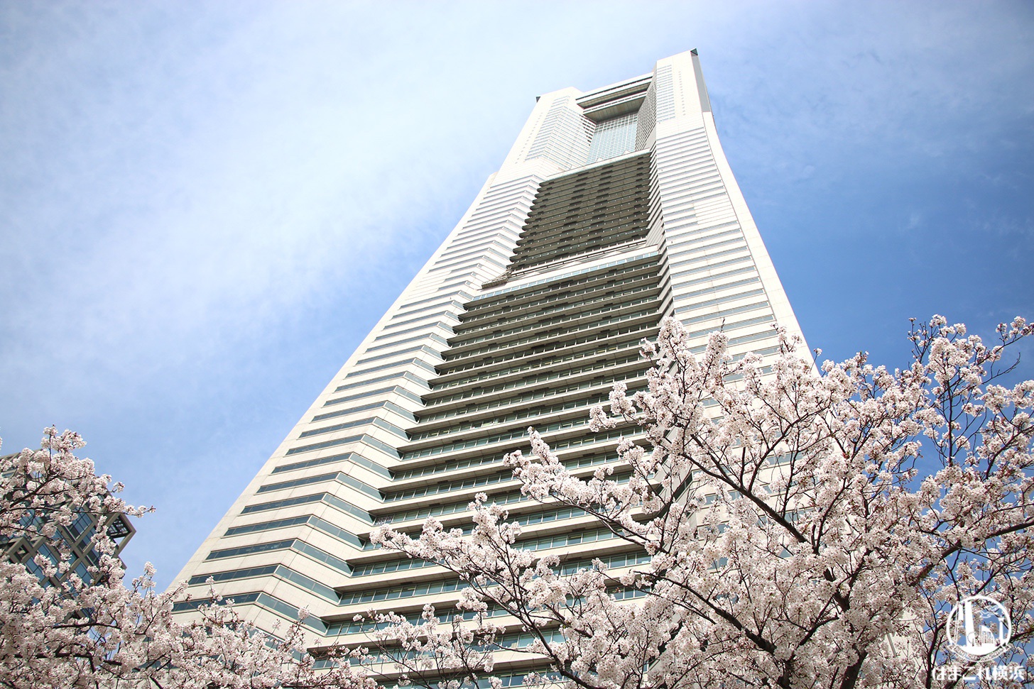 さくら通りから見た横浜ランドマークタワーと桜