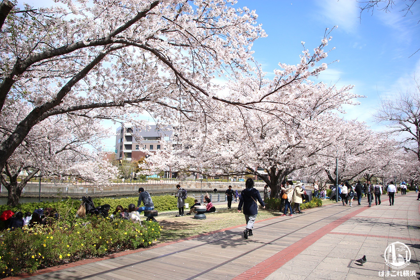 汽車道満開の桜とお花見