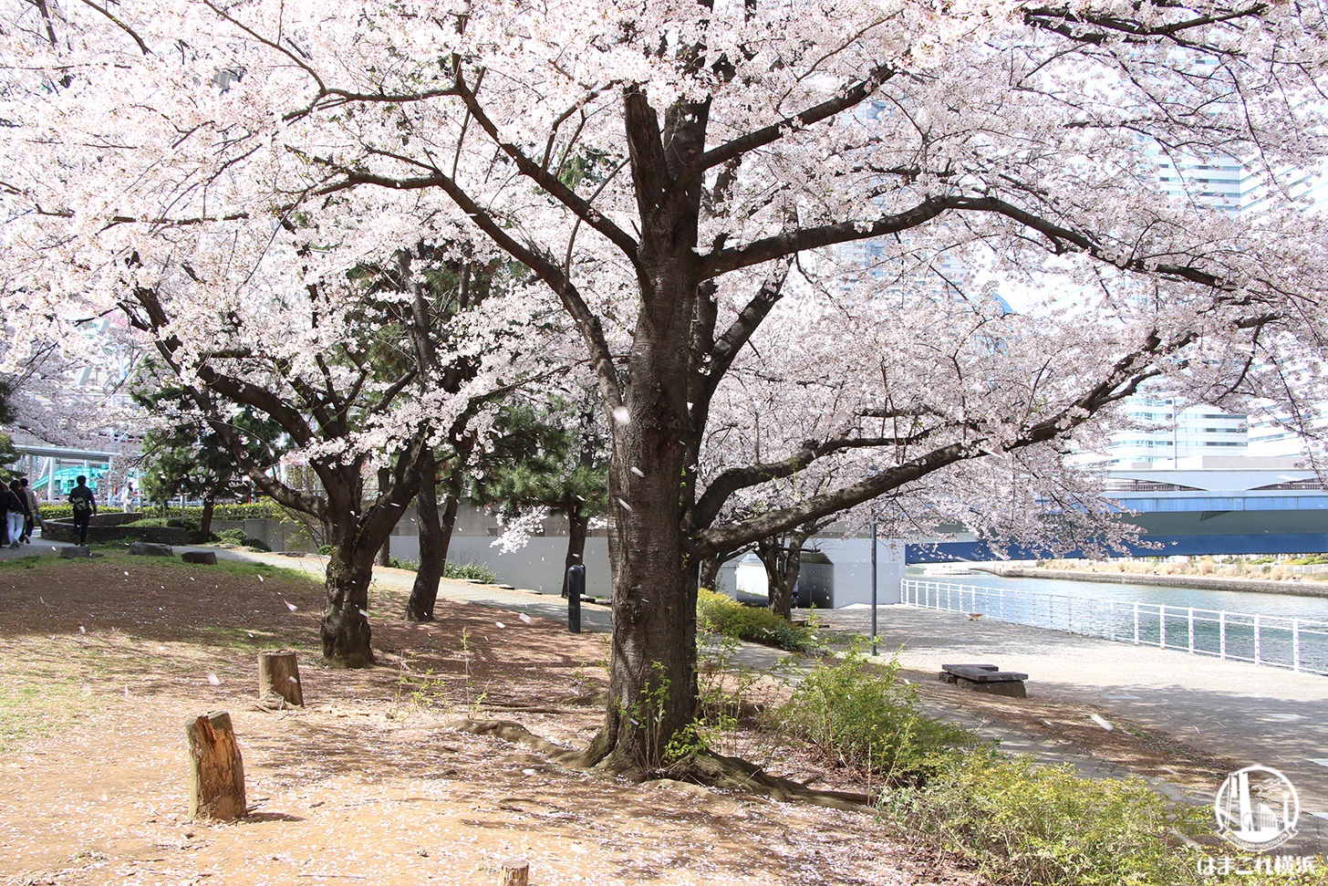 カップヌードルミュージアムパーク 満開の桜
