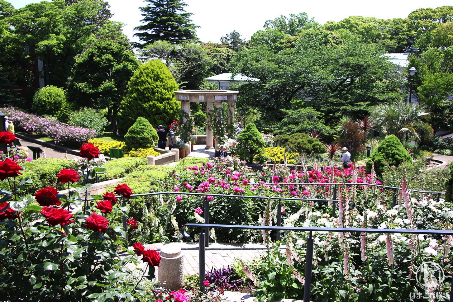 横浜 港の見える丘公園 バラ園｜ホビー・楽器・アート