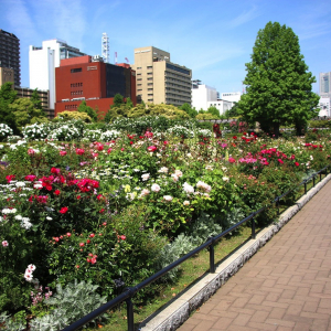 山下公園のバラが見頃で夢中になった！横浜観光ベストスポット