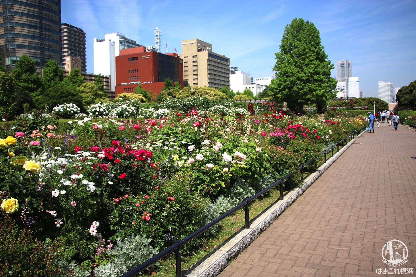 山下公園のバラが見頃で夢中になった 横浜観光ベストスポット はまこれ横浜