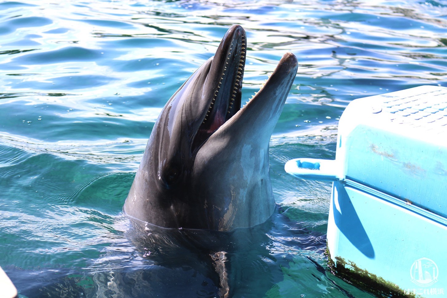 八景島シーパラダイス 水族館だけで楽しすぎ 水族館4施設の楽しみ方と所要時間 はまこれ横浜