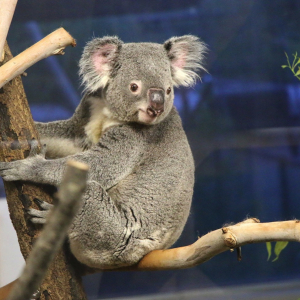 横浜「金沢動物園」ナイトズーのコアラが走り回る姿が超絶かわいい！夏イベ最高
