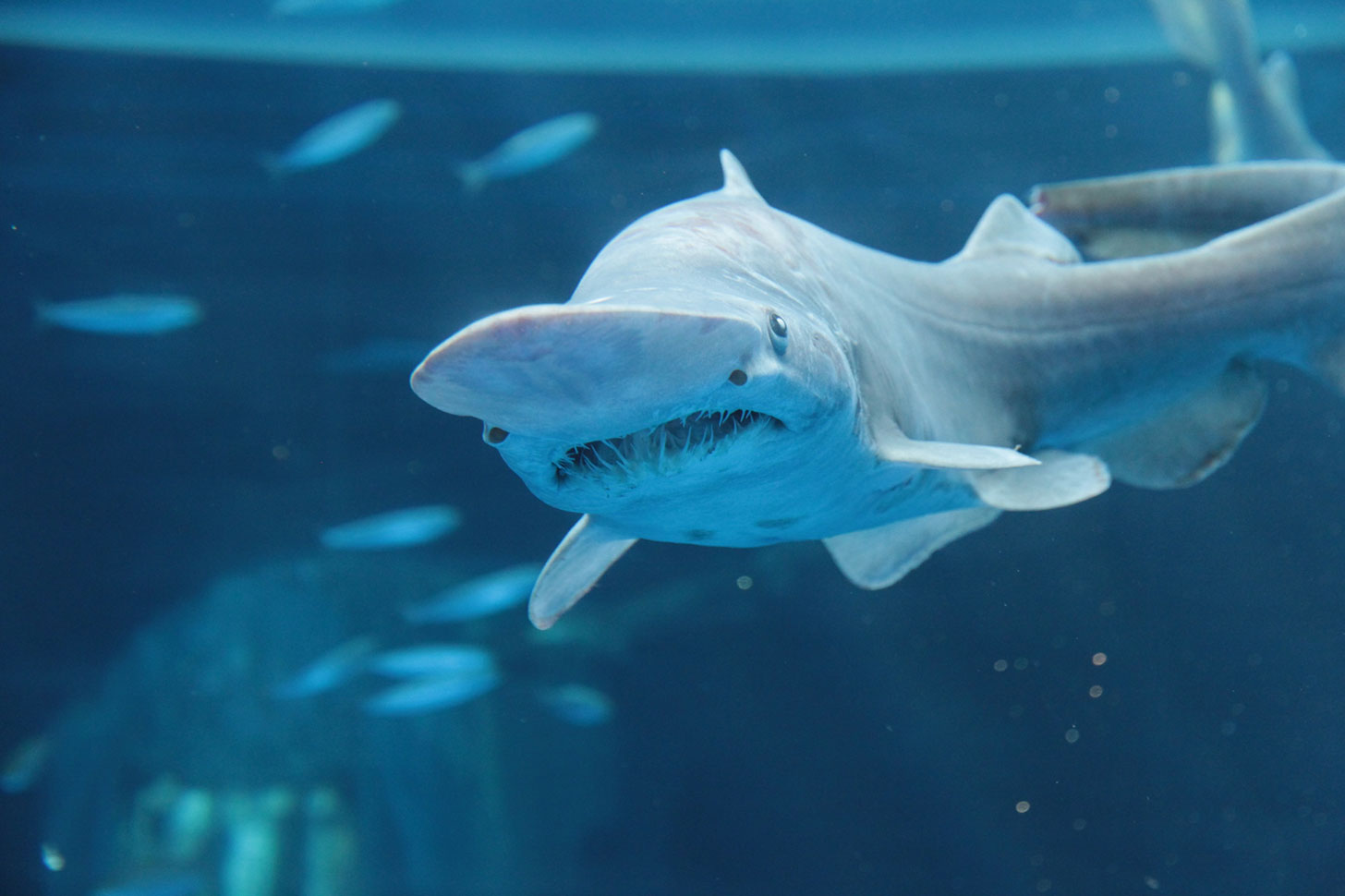 横浜 八景島シーパラダイスに深海生物の標本にさわれるエリアが誕生 はまこれ横浜