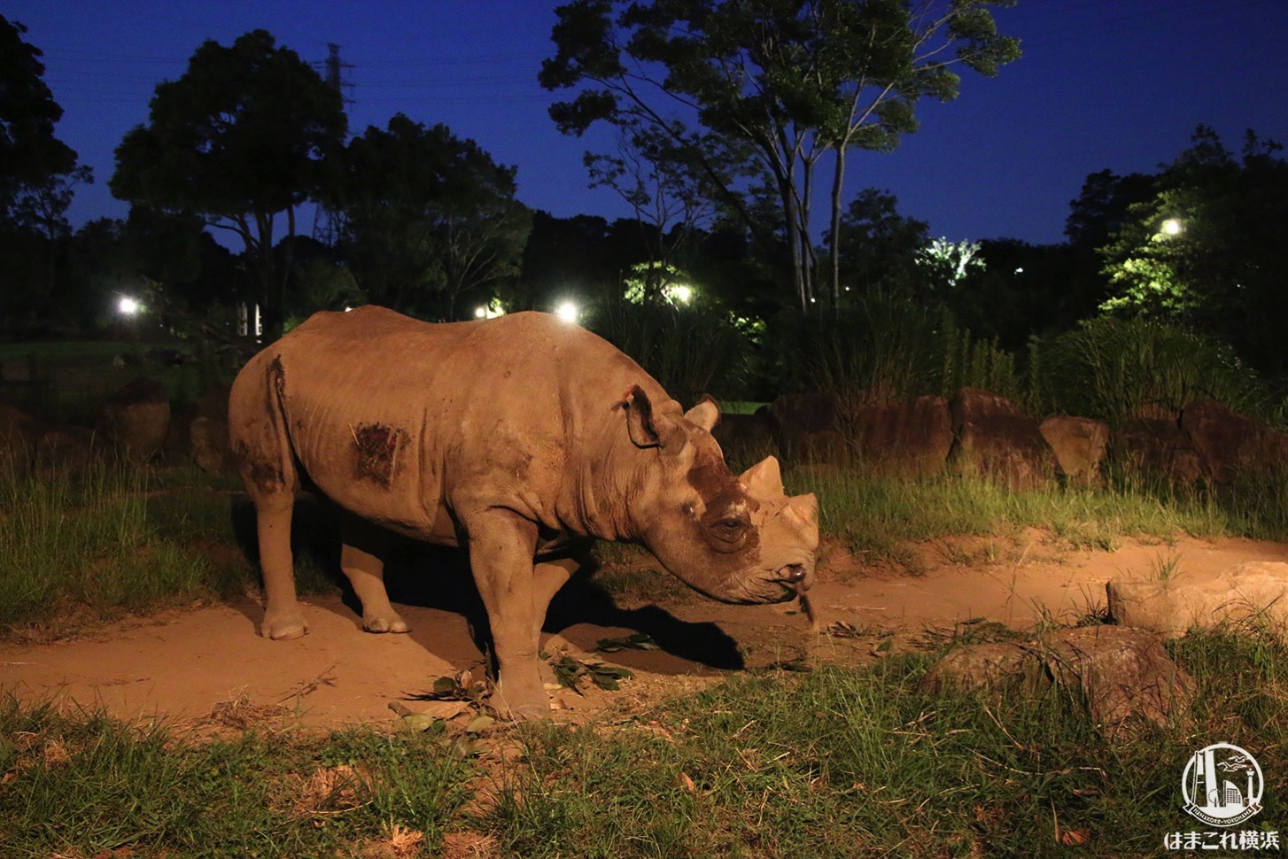 よこはま動物園ズーラシアのナイトズー 大混雑だけど夜は快適 動物もアクティブ はまこれ横浜