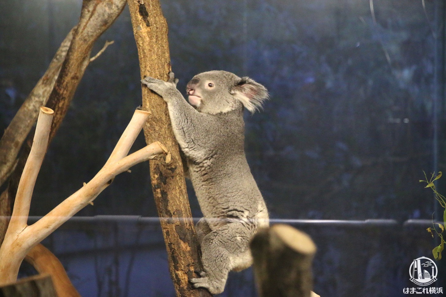 金沢動物園 はまこれ横浜