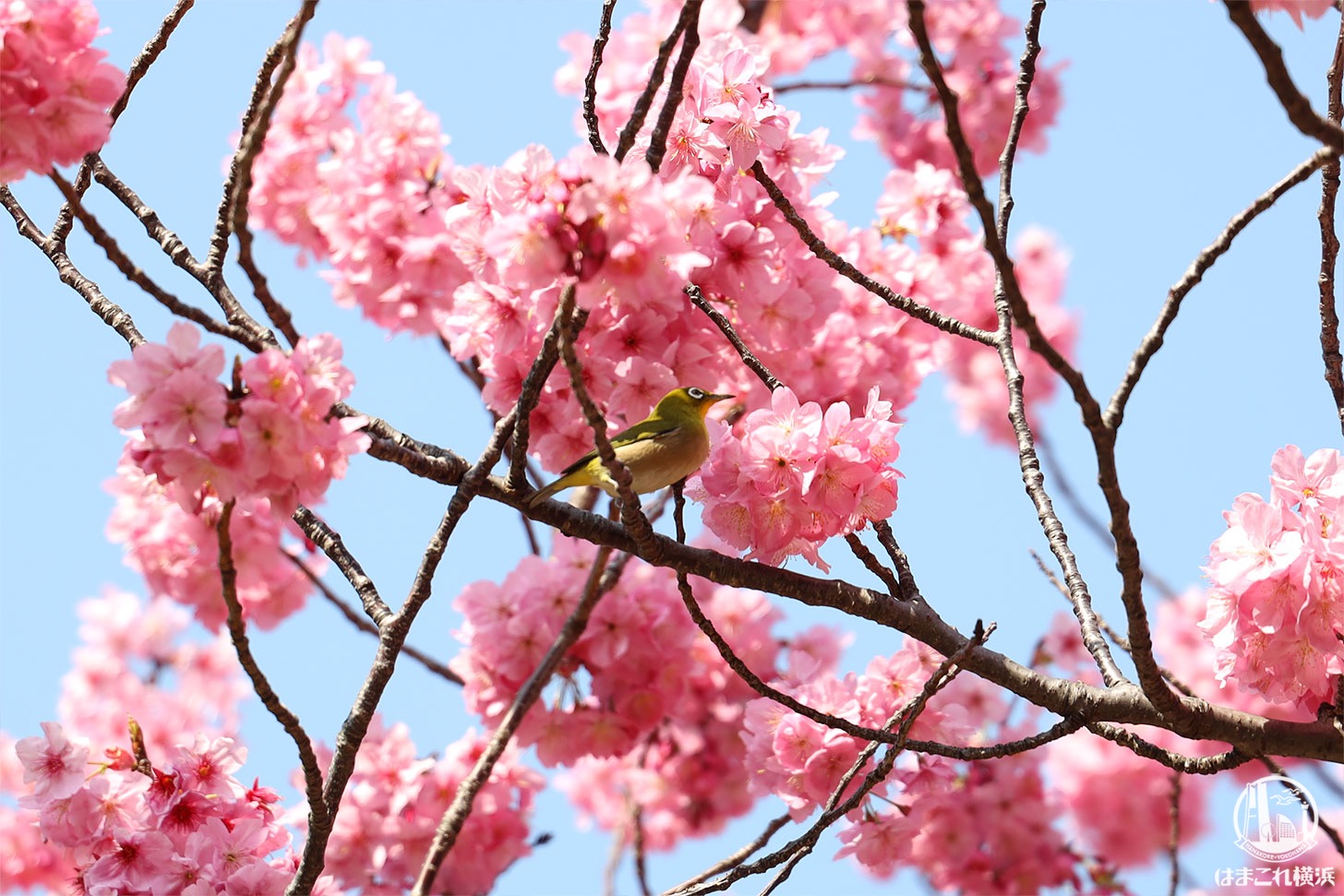 横浜公園で早咲きの横浜緋桜が満開 濃いピンクのボンボン桜かわいい はまこれ横浜