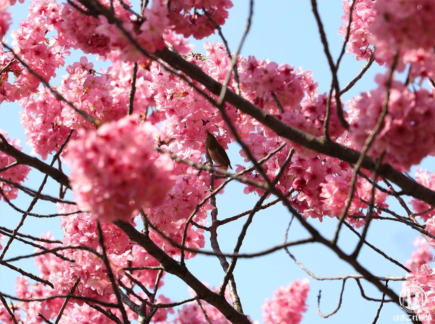 横浜公園で早咲きの横浜緋桜が満開！濃いピンクのボンボン桜