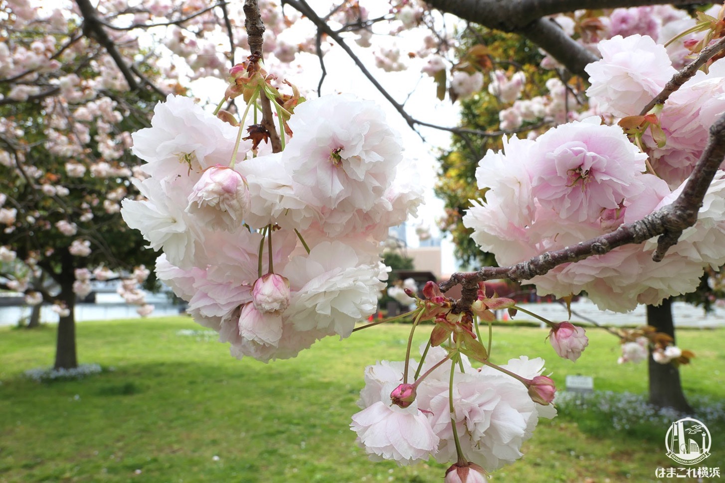 横浜赤レンガ倉庫近くの八重桜 散歩中に偶然見つけて癒された はまこれ横浜