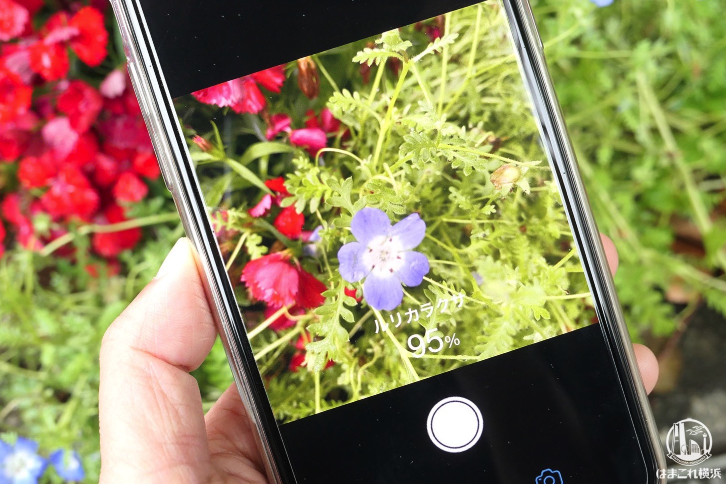 名前 アプリ の だけ 無料 かざす 花 【最新版】スマホで花の名前がわかって楽しい！優良無料アプリ6選