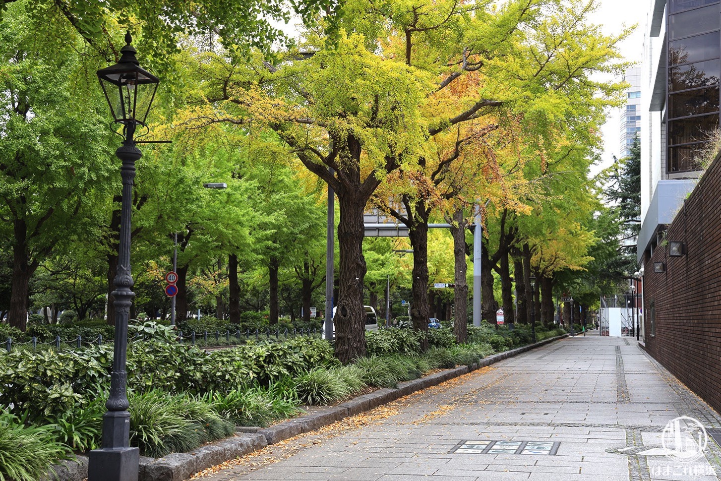 山下公園通りイチョウ並木が色づき始める！横浜紅葉散歩