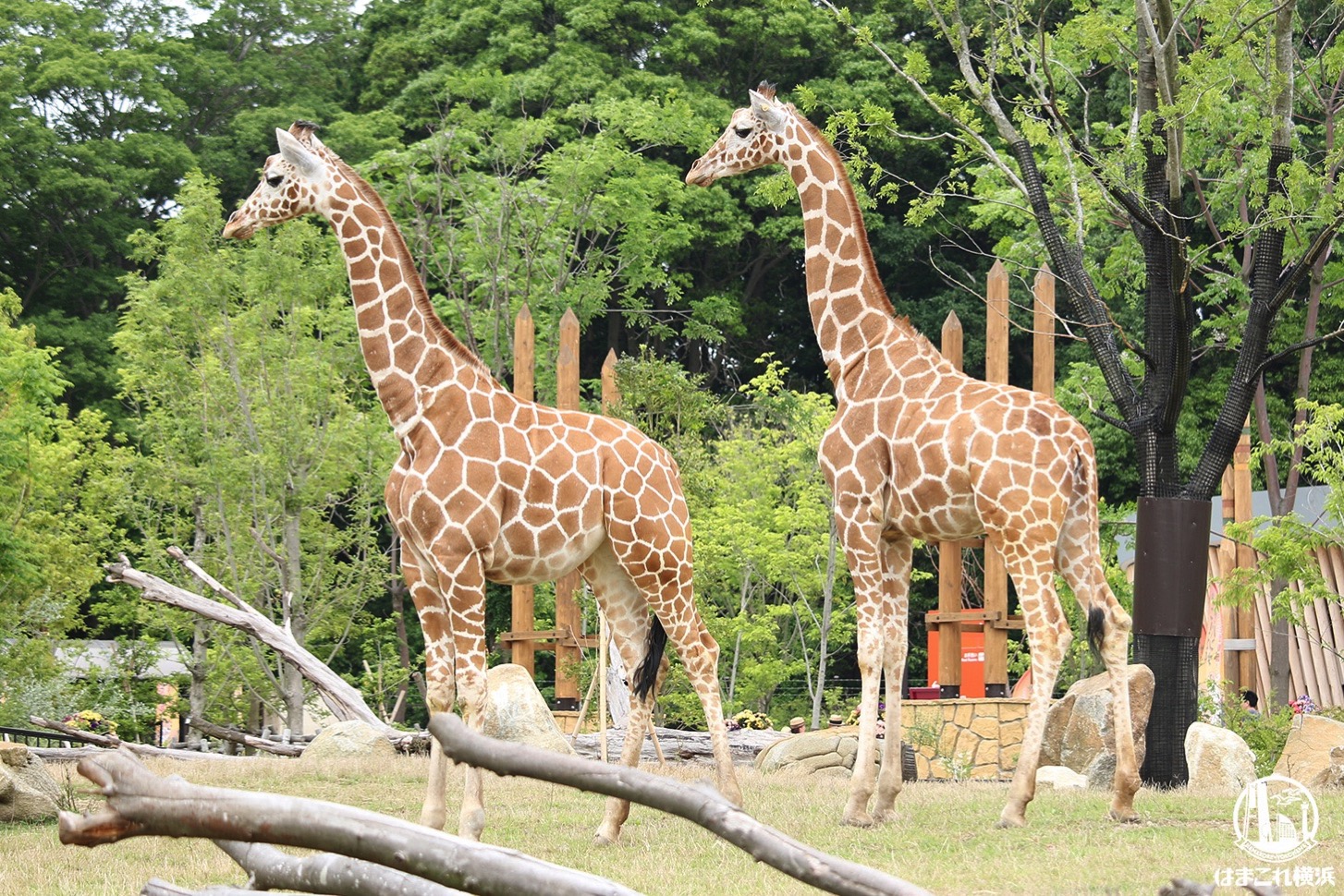 よこはま動物園ズーラシア 入園者数の上限拡大 平日の予約不要に はまこれ横浜