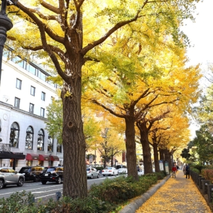 横浜・山下公園通りのイチョウ並木が美しすぎる！紅葉の人気スポット・日本大通りから紅葉散歩