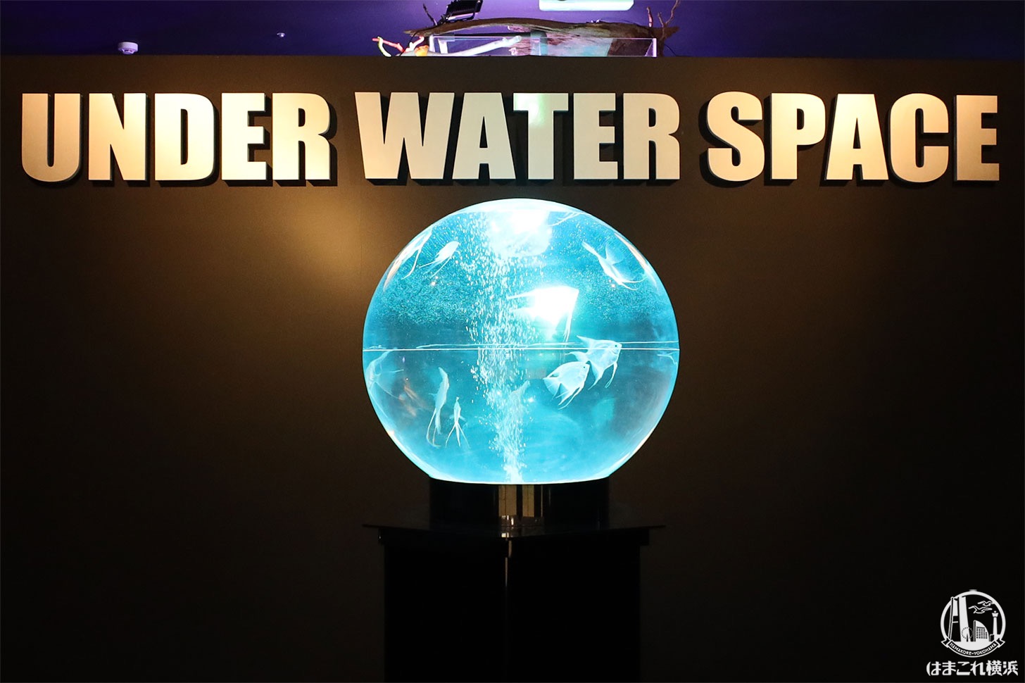 宇宙×アクアリウム「UNDER WATER SPACE」現地レポ！横浜ワールド