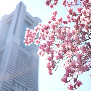 横浜・グランモール公園のモクレンが美しい！ピンク色の花々眺めて春散歩