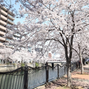 大岡川の桜が圧巻すぎて感動！桜並木4キロ以上・弘明寺から桜木町までの散歩マップ