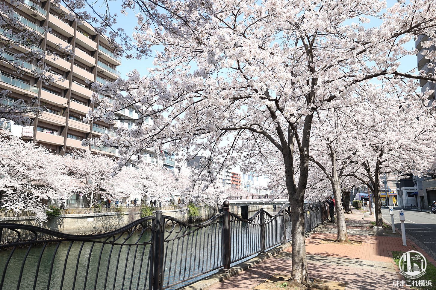 大岡川の桜が圧巻すぎて感動 桜並木4キロ以上 弘明寺から桜木町までの散歩マップ はまこれ横浜