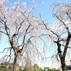 山下公園「しだれ桜」春の訪れに癒された！快晴と桜と氷川丸