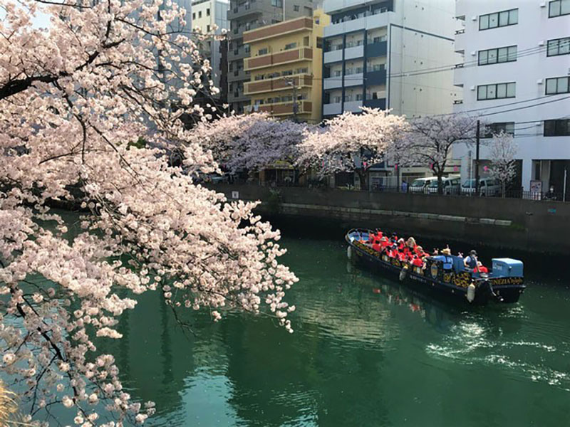 横浜ベイシェラトン さくらクルーズ ステイプラン 開始 大岡川をベネチア号でお花見 はまこれ横浜