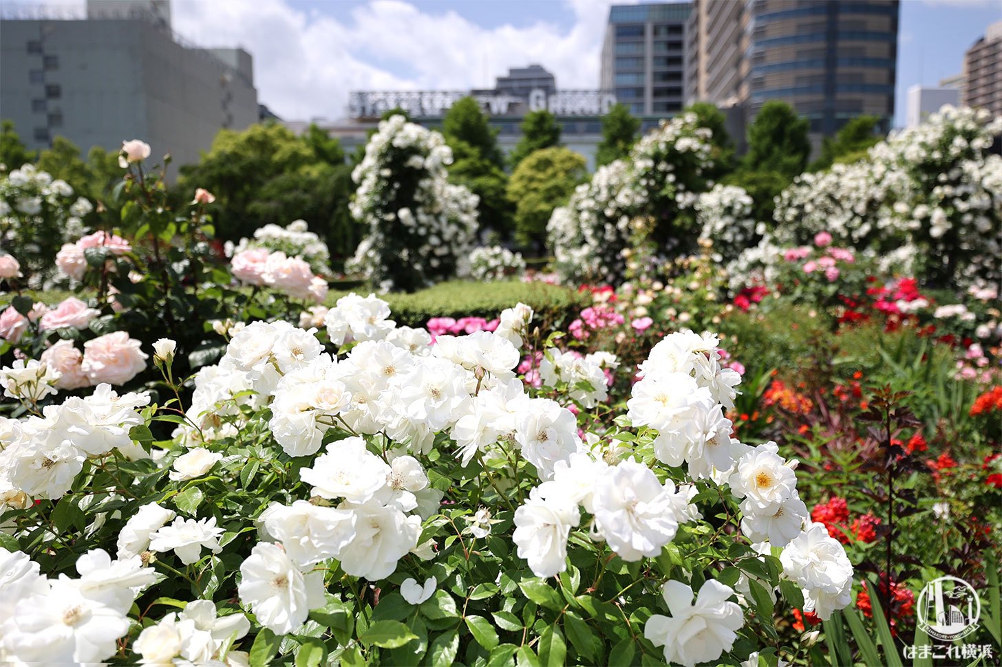 山下公園のバラが美しすぎた 圧倒的ボリューム 彩り豊かな癒しのバラ散歩 はまこれ横浜