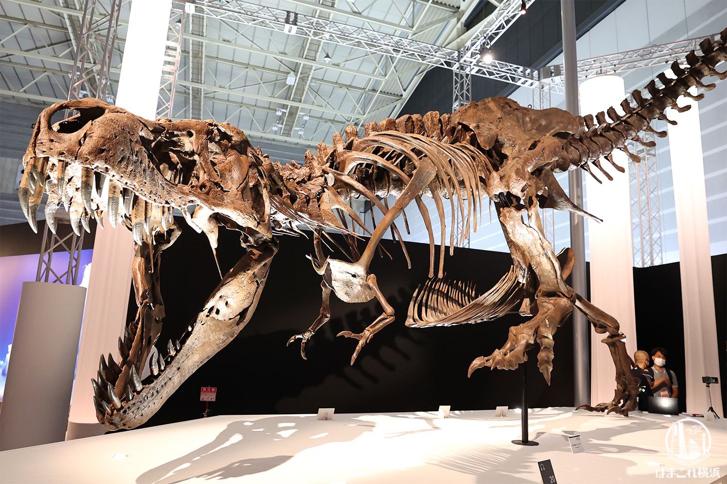 アメリカの草食恐竜の巨大な糞化石　/ティラノサウルス　トリケラトプス　自由研究 横浜「DinoScience 恐竜科学博」見どころ満載！奇跡の化石や大迫力映像