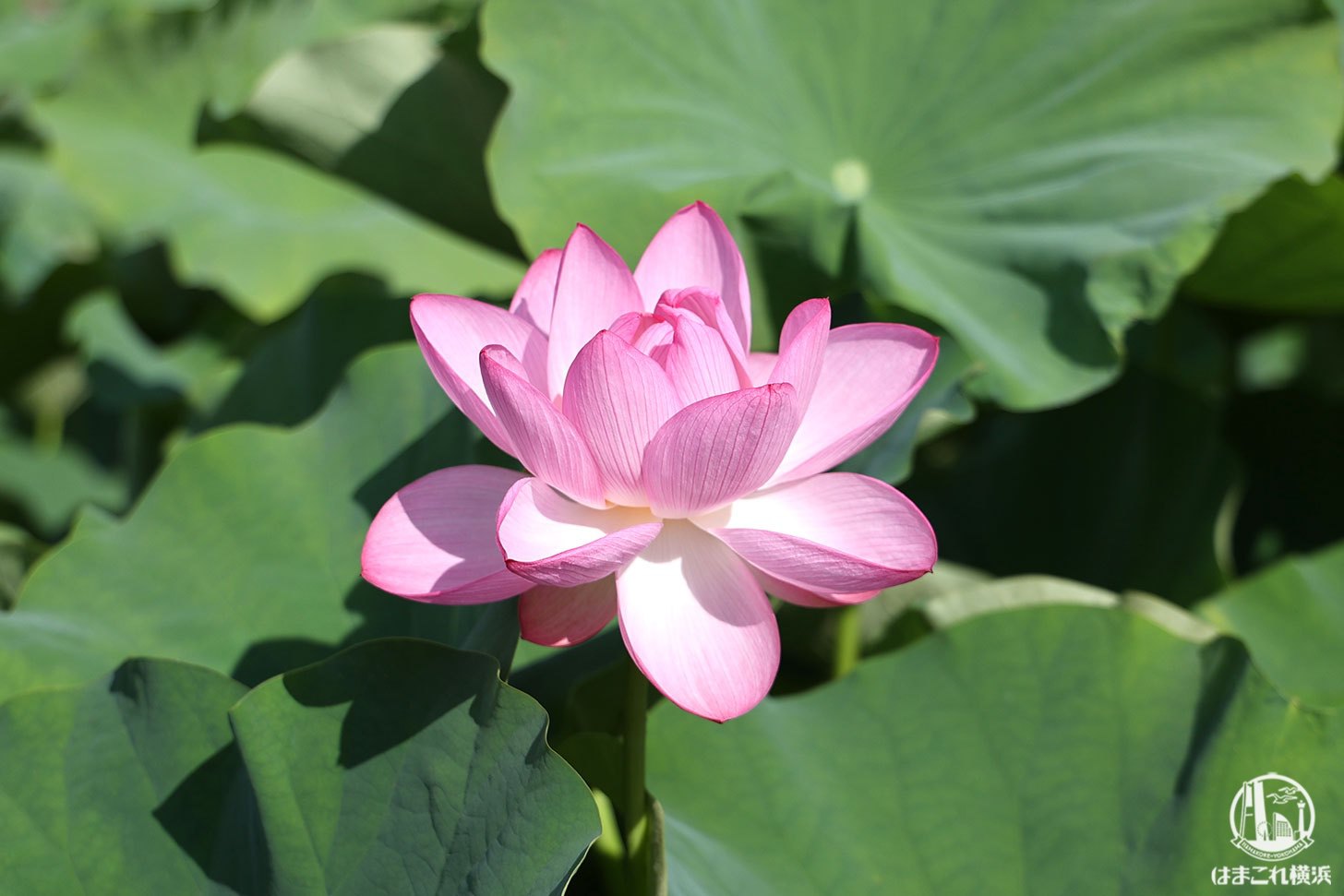 三溪園 蓮 早朝に見てきた 朝食の朝粥や季節の花々 清爽な空気も嬉しい早朝観蓮会 はまこれ横浜